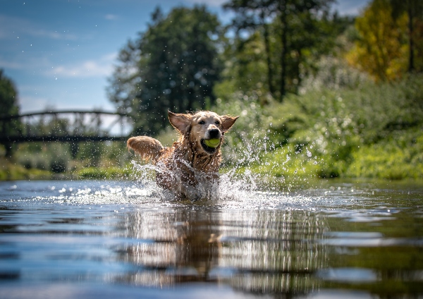 wasserspiele-fuer-hunde-mit-ball