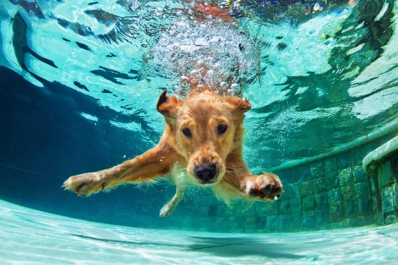 Wasserspiele fĂŒr Hunde