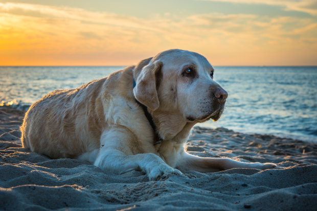 Älterer Hund am Strand