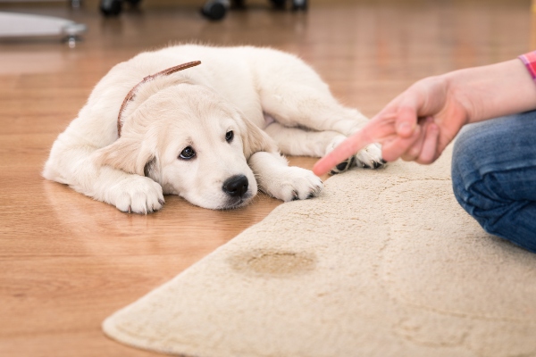 Beschwichtigungssignale von Hunden haben-hunde-ein-schlechtes-gewissen