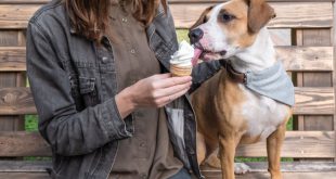 Hund fütter ihren Hund mit Eiscreme