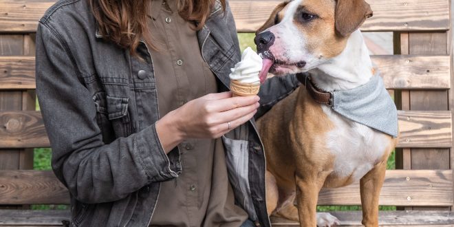 Hund fütter ihren Hund mit Eiscreme