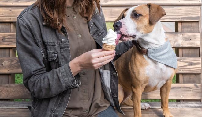 Hund fütter ihren Hund mit Eiscreme
