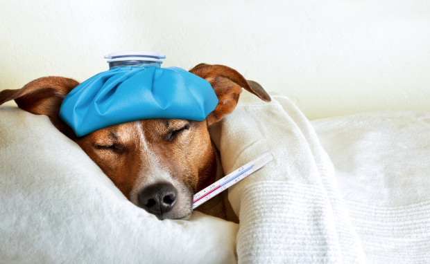 Hund mit Fieberthermometer im Mund