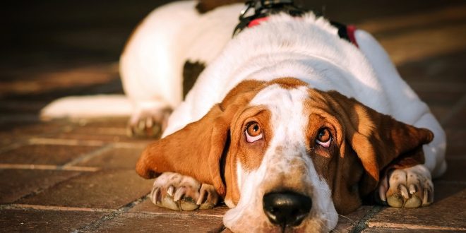 Hund Rote Augen Müde Augen DE
