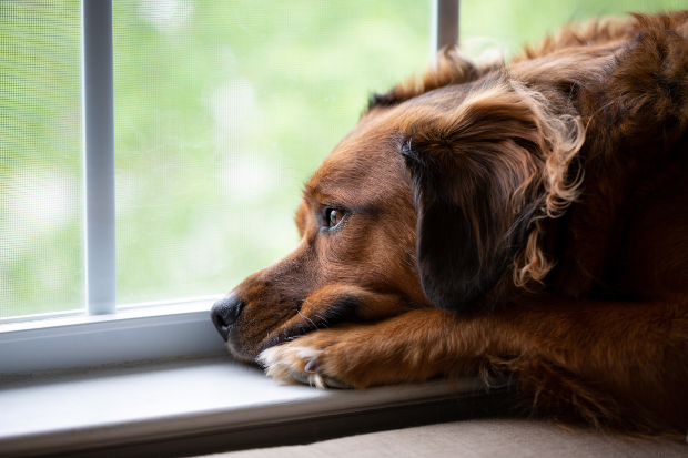 Hund schaut traurig aus dem Fenster