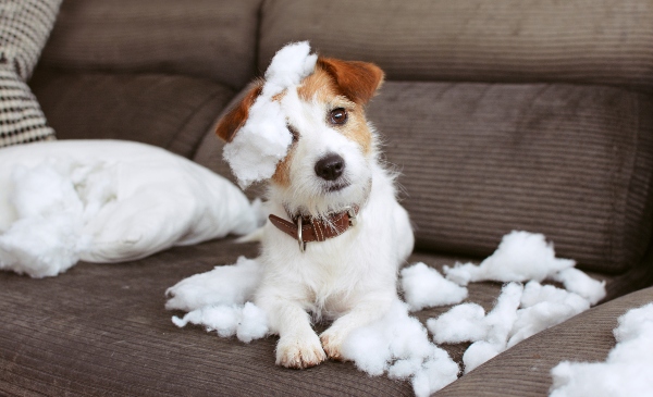 hund-hat-chaos-hinterlassen-haben-hunde-ein-schlechtes-gewissen