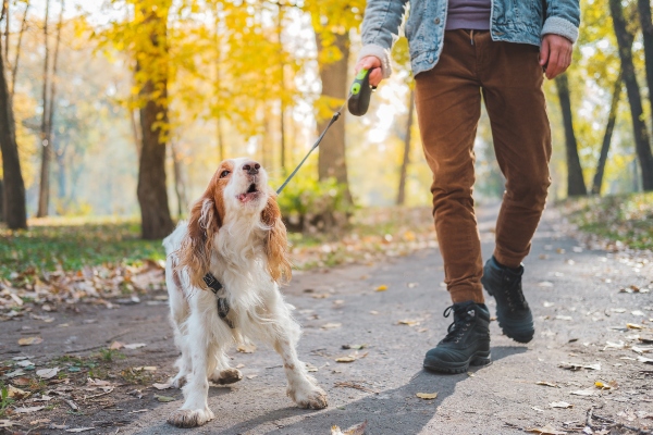 hund-leine-brustgeschirr-leinenaggression-beim-hund