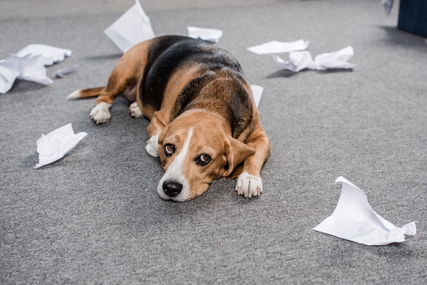 hund-liegt-neben-zerissenem-papier-haben-hunde-ein-schlechtes-gewissen