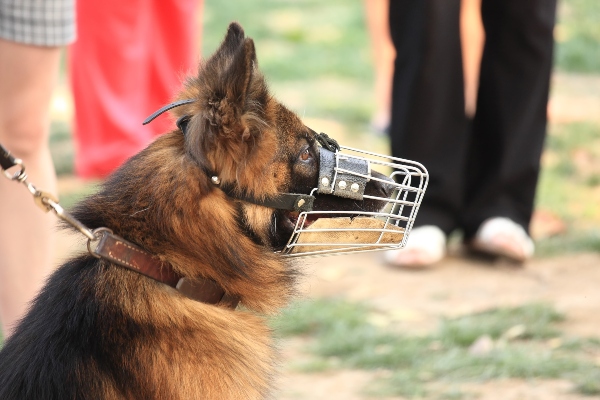 hund-maulkorb-leinenaggression-beim-hund