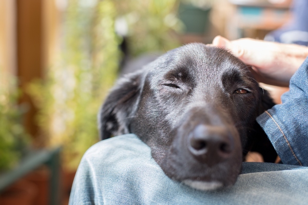 hund-streicheln-haben-hunde-ein-schlechtes-gewissen