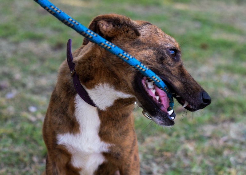 Was tun gegen Leinenaggression beim Hund? HundeKausnacks Magazin