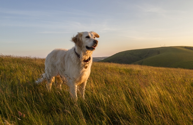 Goldener Retriever auf einem Feld - die Zucht verändert die Gehirne von Hunden