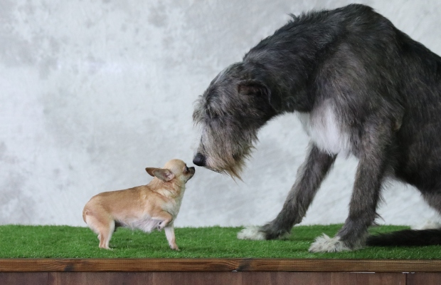 Ein großer und ein kleiner Hund beschnüffeln sich - So verändert Zucht die Gehirne von Hunden