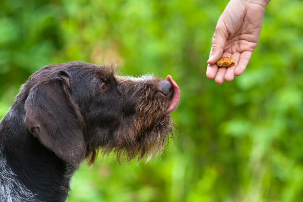 Positives Verhalten sollte belohnt werden - denn so versteht der Hund wie er sich verhalten soll Hund bekommt Leckerli nachdem er ein Grundkommando ausgeführt hat