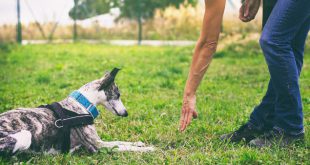 Hund bekommt das Grundkommando "Platz" beigebracht