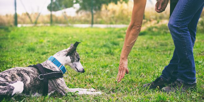 Hund bekommt das Grundkommando "Platz" beigebracht