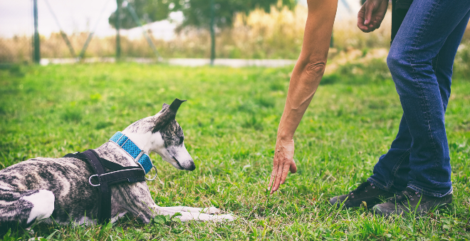 Ihrem Hund Grundkommandos beibringen HundeKausnacks Magazin
