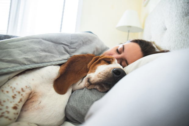 Hund schläft bei Frauchen im Bett