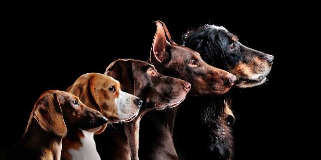 So verndert Zucht das Gehirn | Hunde-Kausnacks Magazin So verndert Zucht das Gehirn | Hunde-Kausnacks Magazin