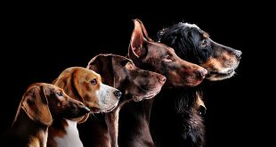 Hunderassen - verändert Zucht die Gehirne von Hunden
