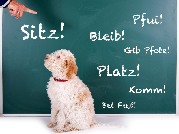 Ein Hund braucht klare Anweisungen, damit er korrekt auf die Kommandos reagiert Einem Hund werden Grundkommandos beigebracht