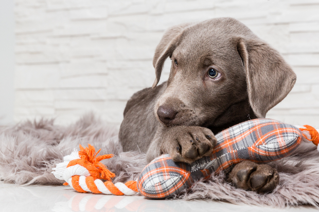 Junger Hund - Wie viel Schlaf brauchen Hunde? Bis zu 22 Stunden Schlaf und Ruhe