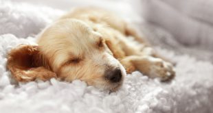 Schlafender Hund - Wie viel Schlaf brauchen Hunde?