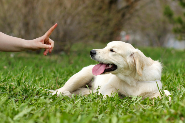 Verwenden Sie ein Zeichen oder Signale beim Training mit Ihrem Hund, um zu signalisieren wenn er einen Fehler gemacht hat. 