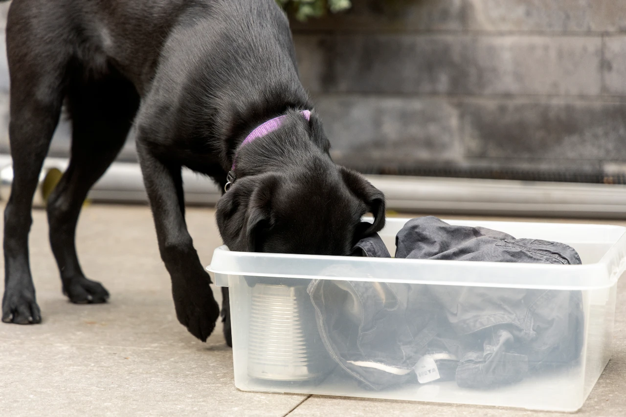 Denkspiele für Hunde wie die Schnüffelbox, der Hund schnüffelt zwischen Papier und Stoffresten