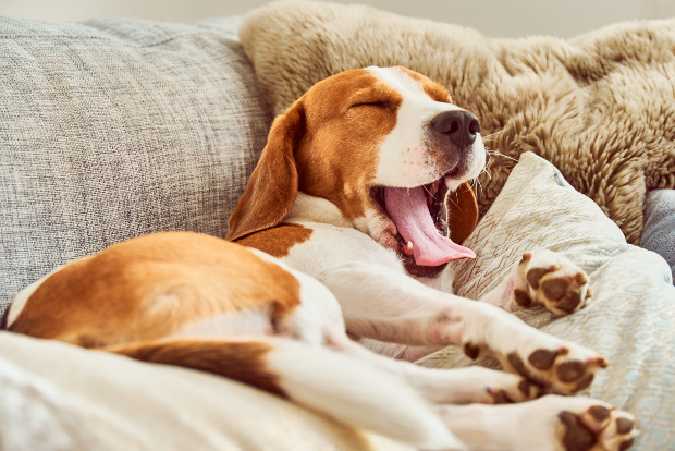 viel Schlaf brauchen Hunde? | Hunde-Kausnacks Magazin