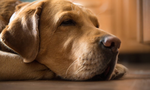 Schlafender Hund in der Nahaufnahme - Wie viel Schlaf Hunde brauchen hängt auch vom Alter ab