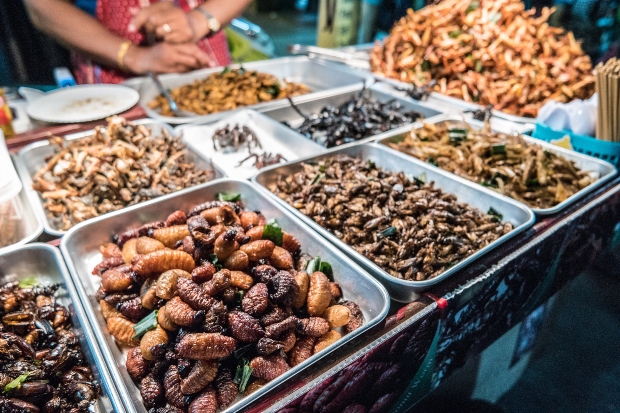 Insekten auf einem Markt