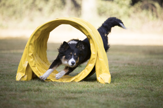 Hund rennt durch Plastikröhre - ein schönes Beschäftigungsspiel für Hunde
