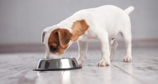 Hund beim Fressen - wichtig ist eine Ausgewogene Hundeernährung