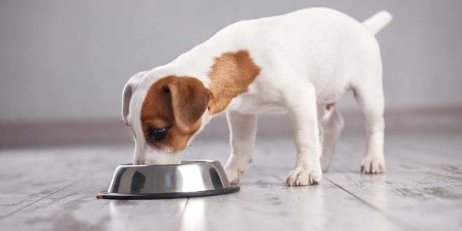 Hund beim Fressen - wichtig ist eine Ausgewogene Hundeernährung