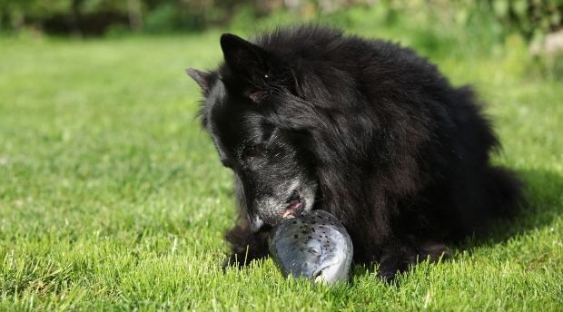 Hund frisst fettes Fischfleisch für Hunde