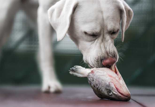 Hund frisst Fisch - Teil einer ausgewogene Hundeernährung