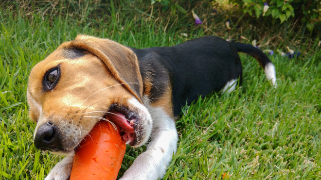 Auch Kohlenhydrate sind für den Hund wichtig - sie sind zum Beispiel reichlich in Gemüse vorhanden