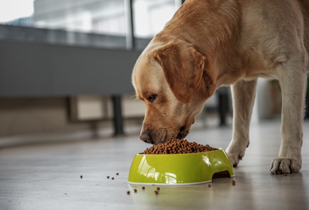 Hund frisst Hundefutter mit Insektenprotein aus Schale