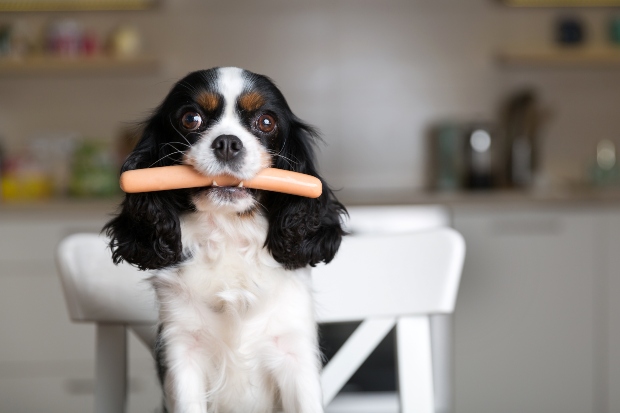 Hund mit Wurst im Maul - ohne chemische Zusatzstoffe