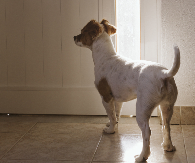 Hund steht vor geöffneter Tür