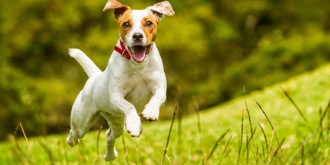 Hund springt - Beschäftigungsspiele für Hunde sind wichtig