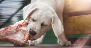 Welpe frisst fettes Fleisch für Hunde