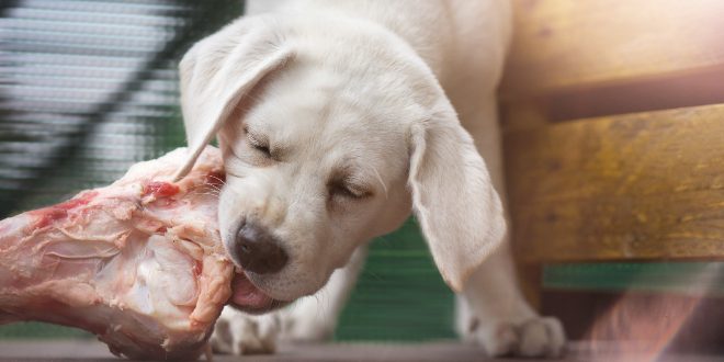 Welpe frisst fettes Fleisch für Hunde