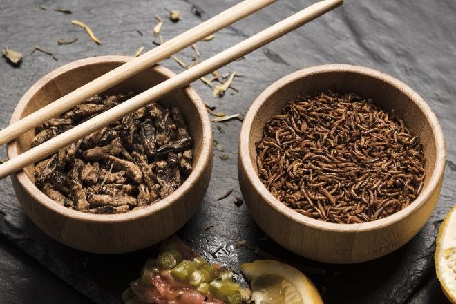 Kausnacks und Hundefutter mit Insektenprotein
