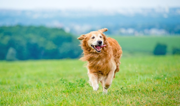 gesunder, rennender Retriever