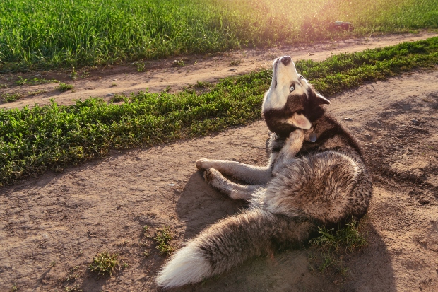 Ein sich kratzender Hund