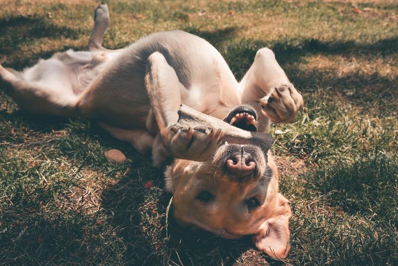 Hundewurzeln für langen Knabberspaß