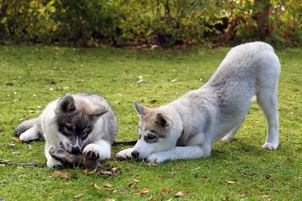 husky-welpen-kauen-hundewurzeln-knabberspass